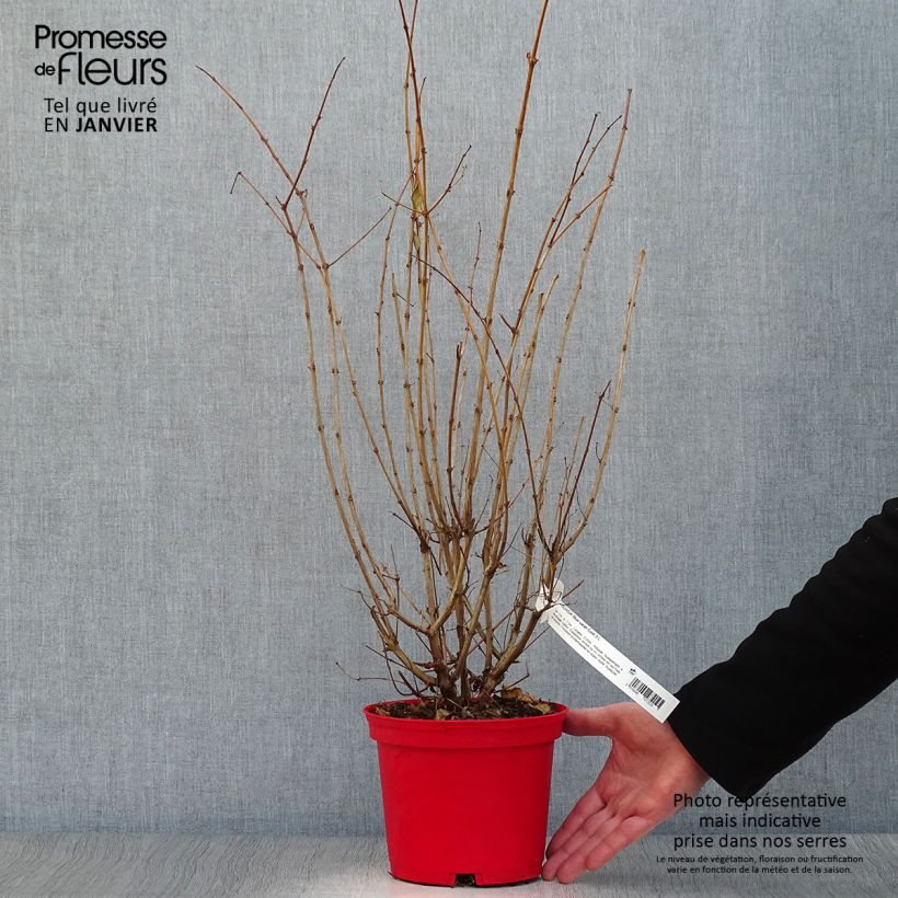 Fuchsia Blue Sarah - Fucsia Vaso da 2L/3L esemplare consegnato in inverno