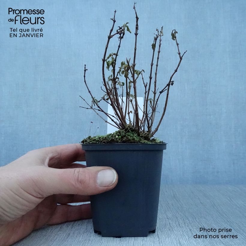 Fuchsia Lady Thumb - Fucsia Vasetto da 8/9 cm esemplare consegnato in inverno