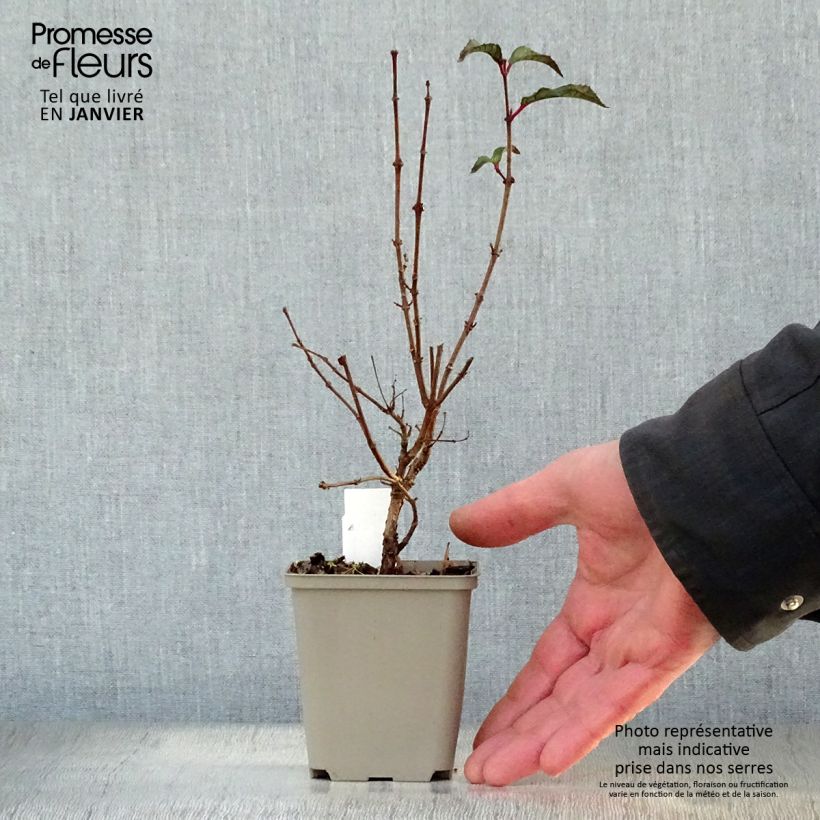 Fuchsia Mme Cornelissen - Fucsia Vasetto da 7/8 cm esemplare consegnato in inverno