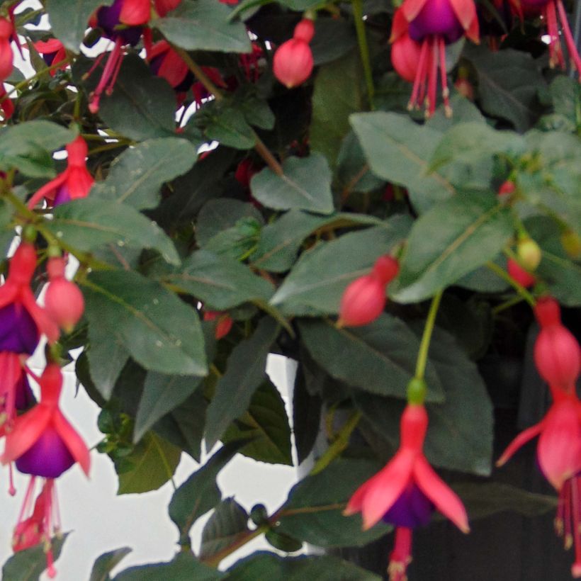 Fuchsia Mrs Popple - Fucsia (Fogliame)