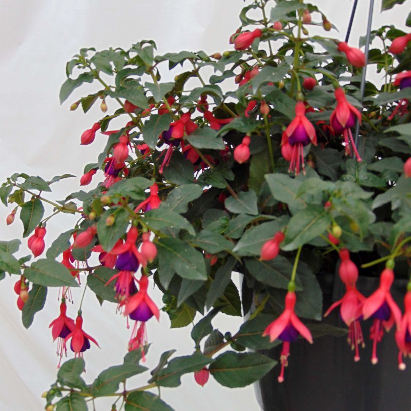 Fuchsia Mrs Popple - Fucsia (Porto)