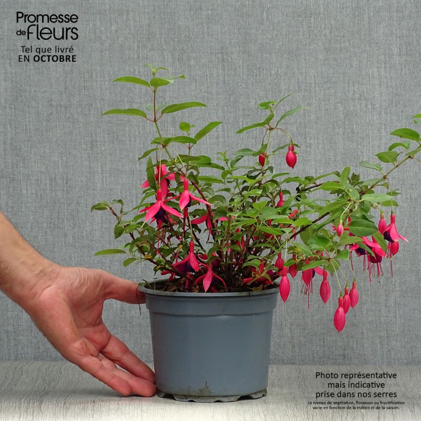 Esemplare di Fuchsia Mrs Popple - Fucsia Vaso da 2L/3L come consegnato in autunno