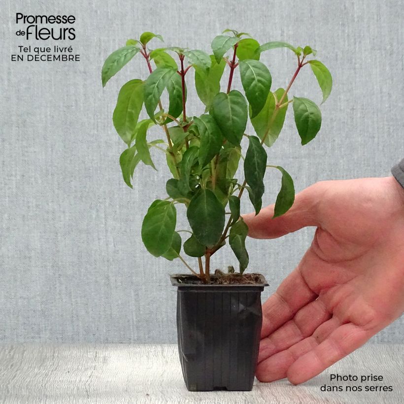 Fuchsia Princess Dollar - Fucsia Vasetto da 7/8 cm esemplare consegnato in inverno