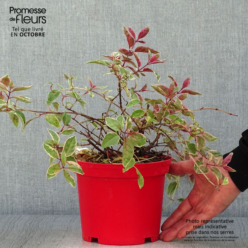 Esemplare di Fuchsia Tom West - Fucsia Vaso da 2L/3L come consegnato in autunno