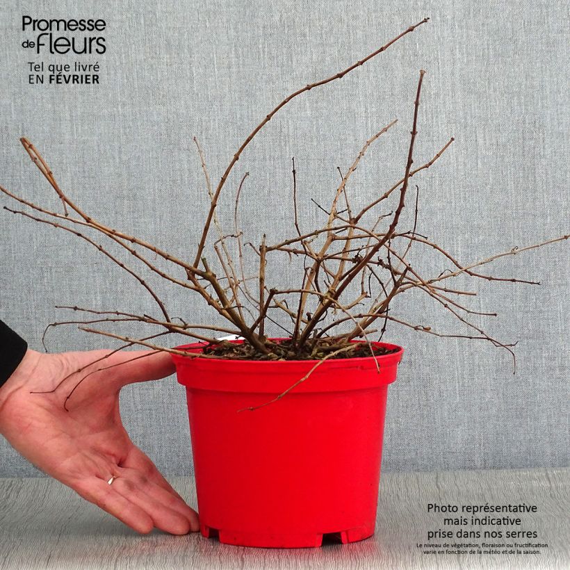 Fuchsia Tom West - Fucsia Vaso da 2L/3L esemplare consegnato in inverno