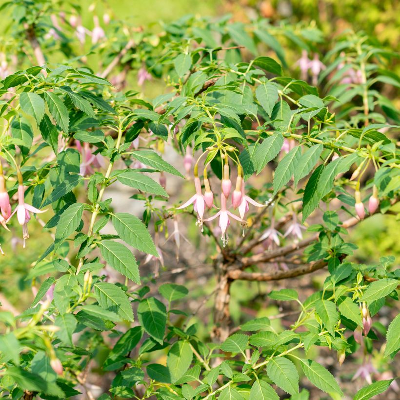 Fuchsia Whiteknights Pearl - Fucsia (Porto)