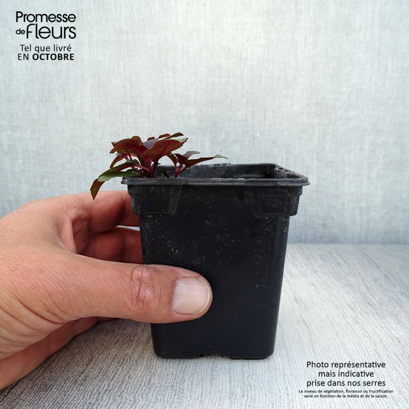 Esemplare di Fuchsia triphylla - Fucsia Vasetto da 7/8 cm come consegnato in autunno