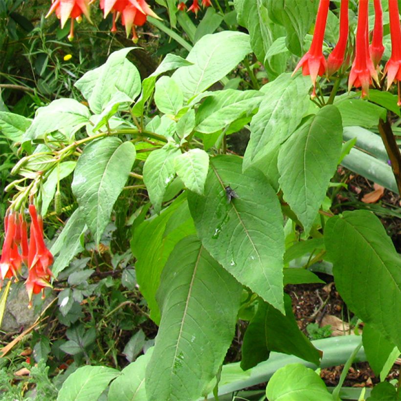 Fuchsia triphylla - Fucsia (Fogliame)