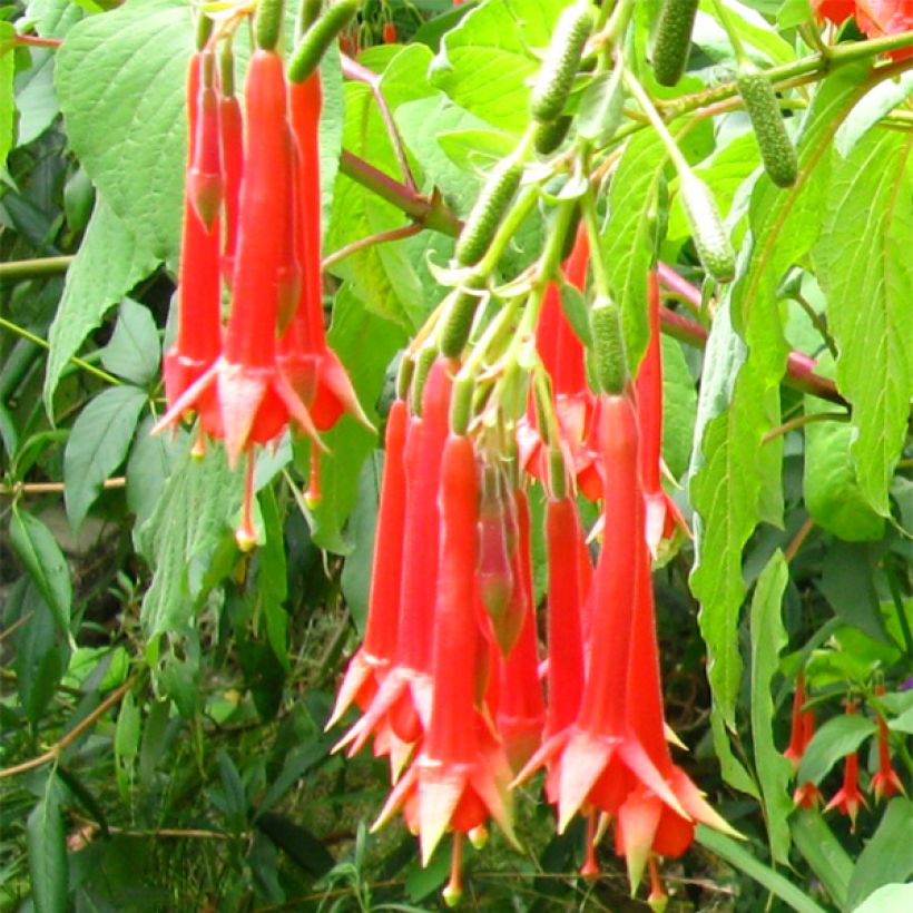 Fuchsia triphylla - Fucsia (Fioritura)