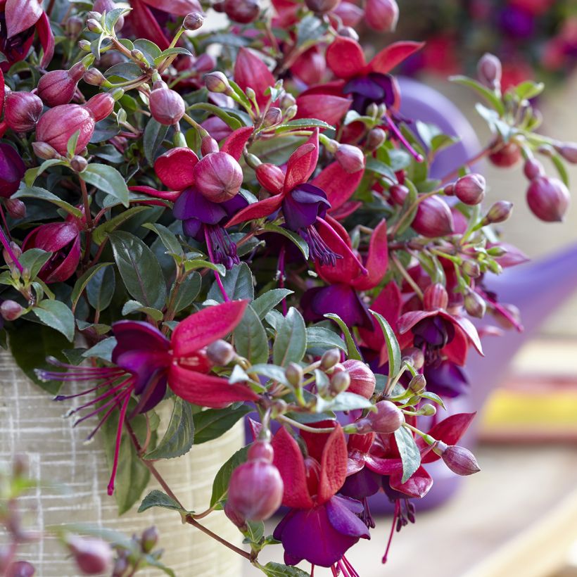 Fuchsia Bella Soila - Fucsia (Fioritura)