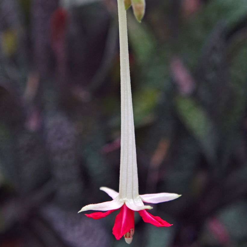 Fuchsia boliviana Alba - Fucsia (Fioritura)