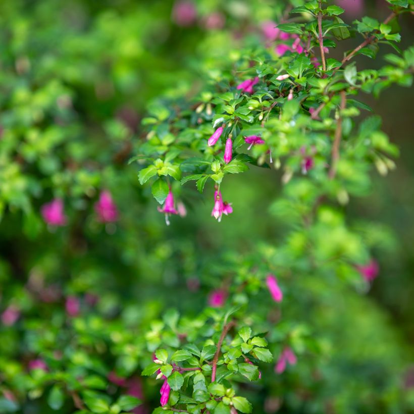 Fuchsia microphylla subsp. microphylla - Fucsia (Fogliame)