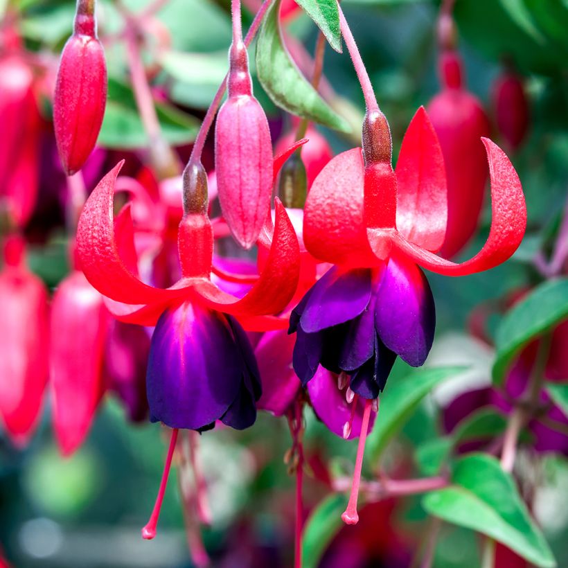 Fuchsia Charming - Fucsia (Fioritura)