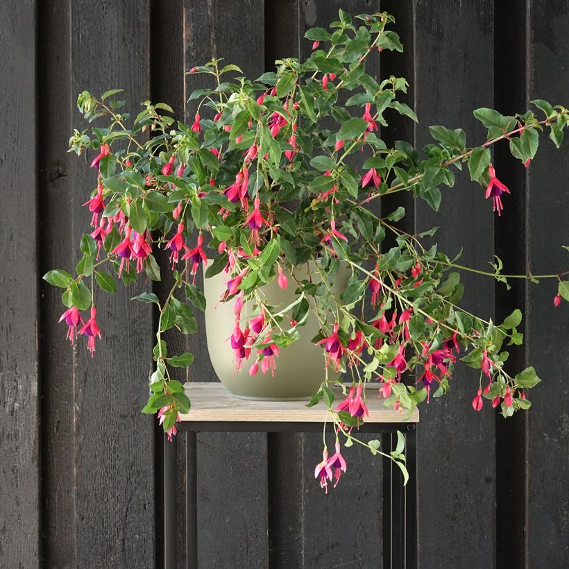 Fuchsia Mrs Popple - Fucsia (Porto)