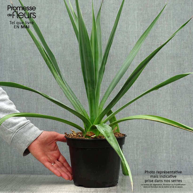 Furcraea bedinghausii - Furcraea blu Vaso da 3L/4L esemplare consegnato in primavera