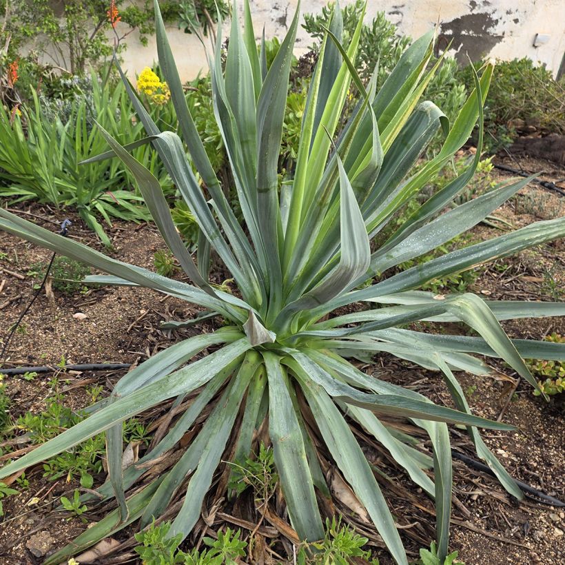Furcraea bedinghausii - Furcraea blu (Porto)