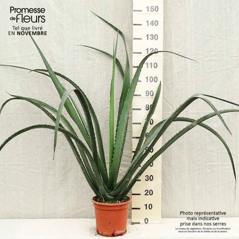 Esemplare di Furcraea macdougallii Vaso da 7,5L/10L come consegnato in autunno