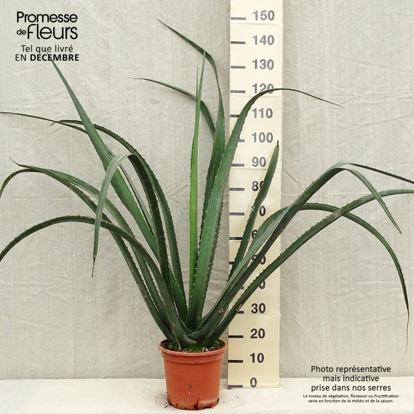 Furcraea macdougallii Vaso da 7,5L/10L esemplare consegnato in inverno