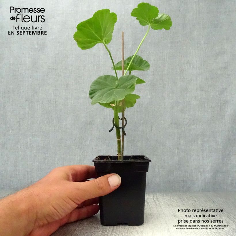 Esemplare di Geranio zonale Appleblossom Vasetto da 7/8 cm come consegnato in autunno