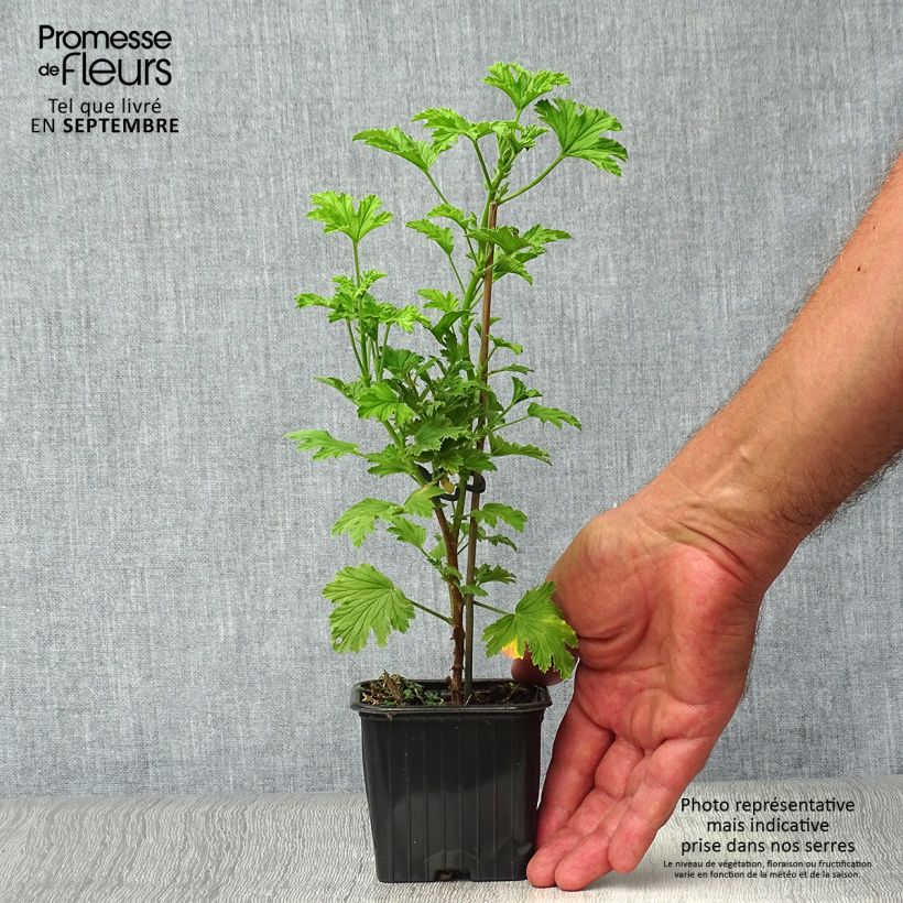 Esemplare di Pelargonium Lemon fancy - Geranio odoroso Vasetto da 7/8 cm come consegnato in autunno