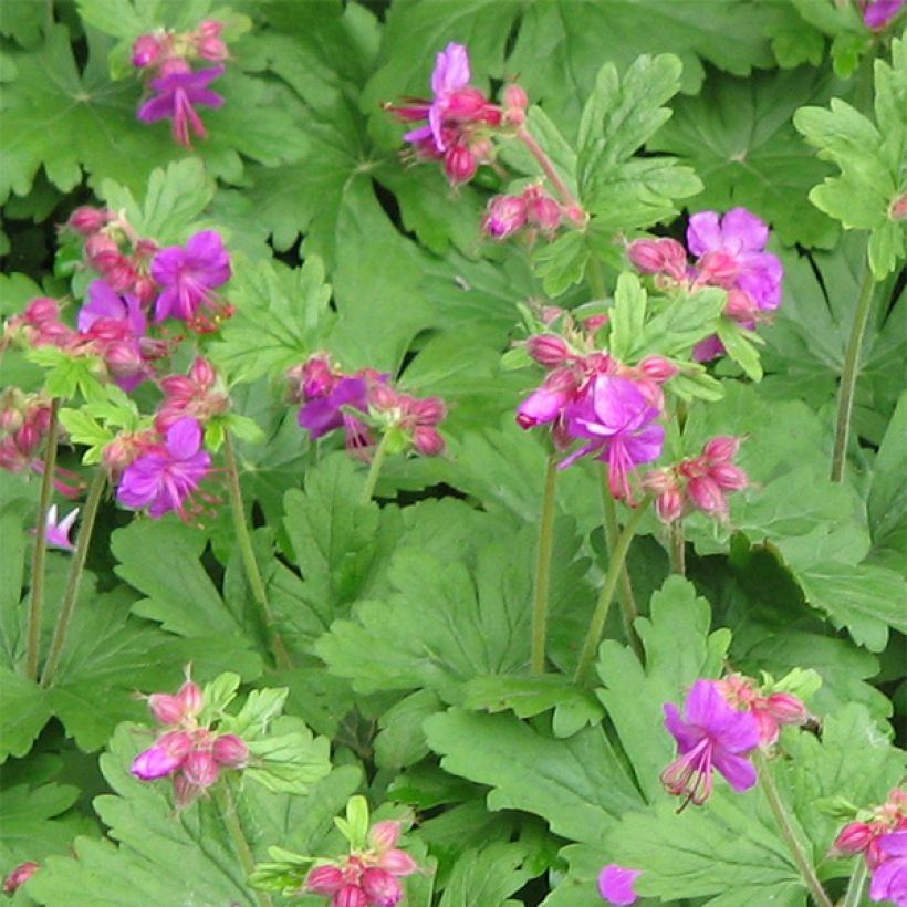 Geranium macrorrhizum Bevan's Variety (Fioritura)
