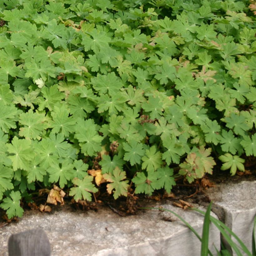 Geranium macrorrhizum Bevan's Variety (Porto)