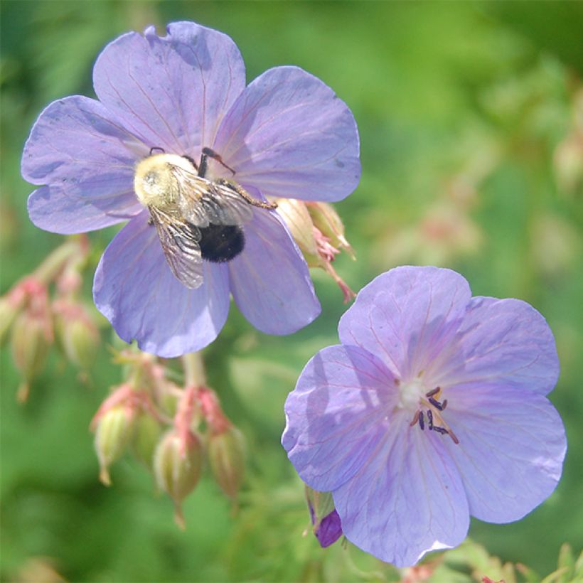 Geranium clarkei Kashmir Blue (Fioritura)