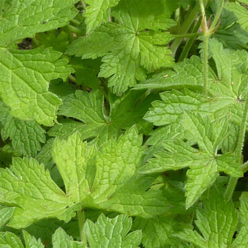 Geranium endressii Beholder's Eye (Fogliame)
