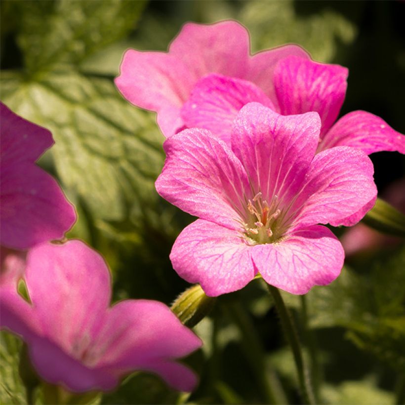 Geranium endressii Beholder's Eye (Fioritura)