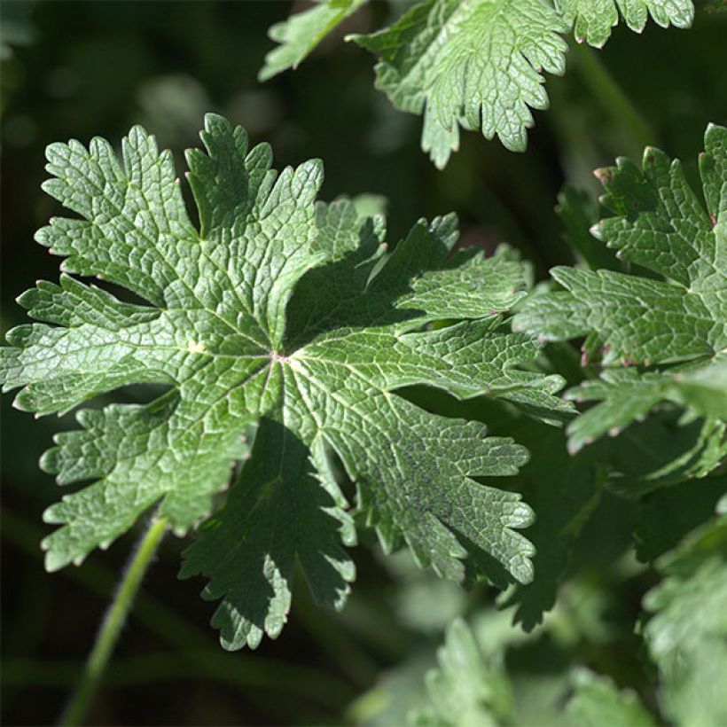 Geranium magnificum Rosemoor (Fogliame)