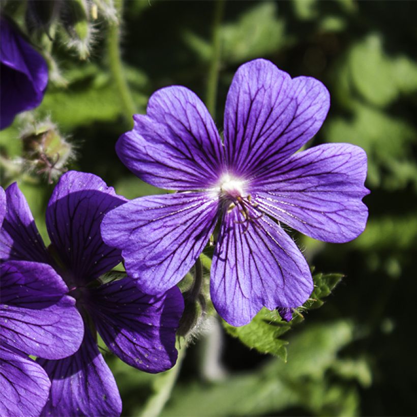 Geranium magnificum Rosemoor (Fioritura)