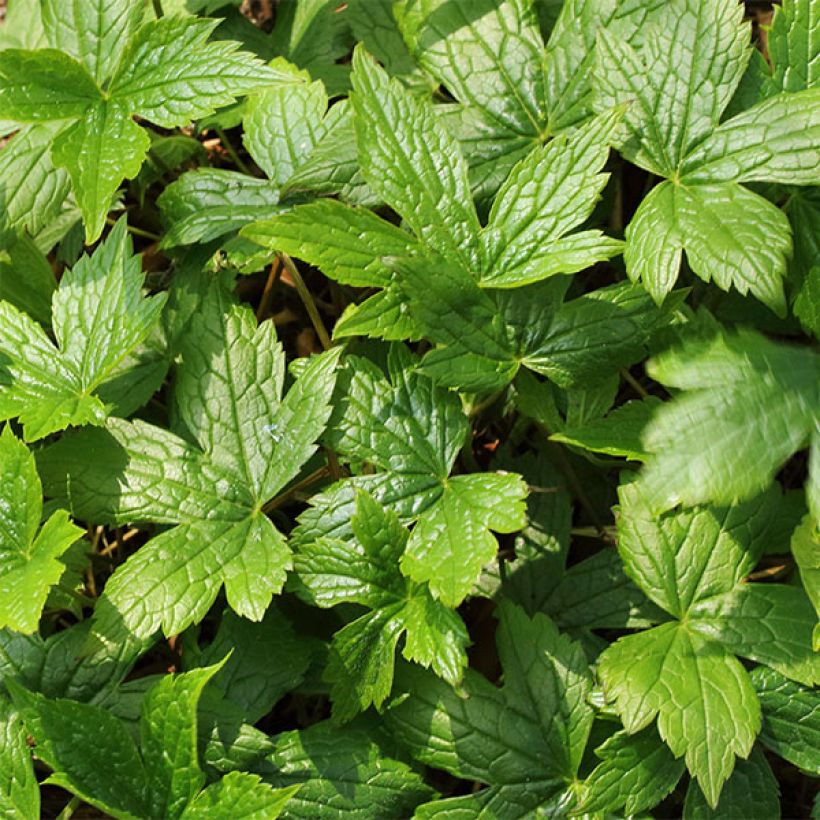 Geranium nodosum Silverwood - Geranio nodoso (Fogliame)