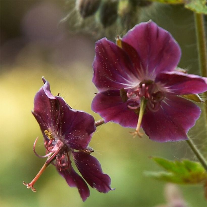 Geranium phaeum Samobor - Geranio stellato (Fioritura)