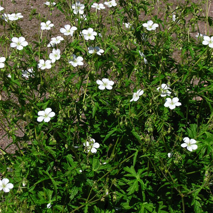 Geranium richardsonii (Porto)