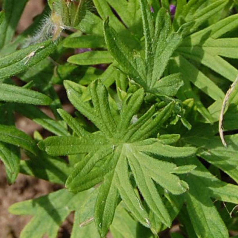 Geranium sanguineum Compactum - Geranio sanguigno (Fogliame)