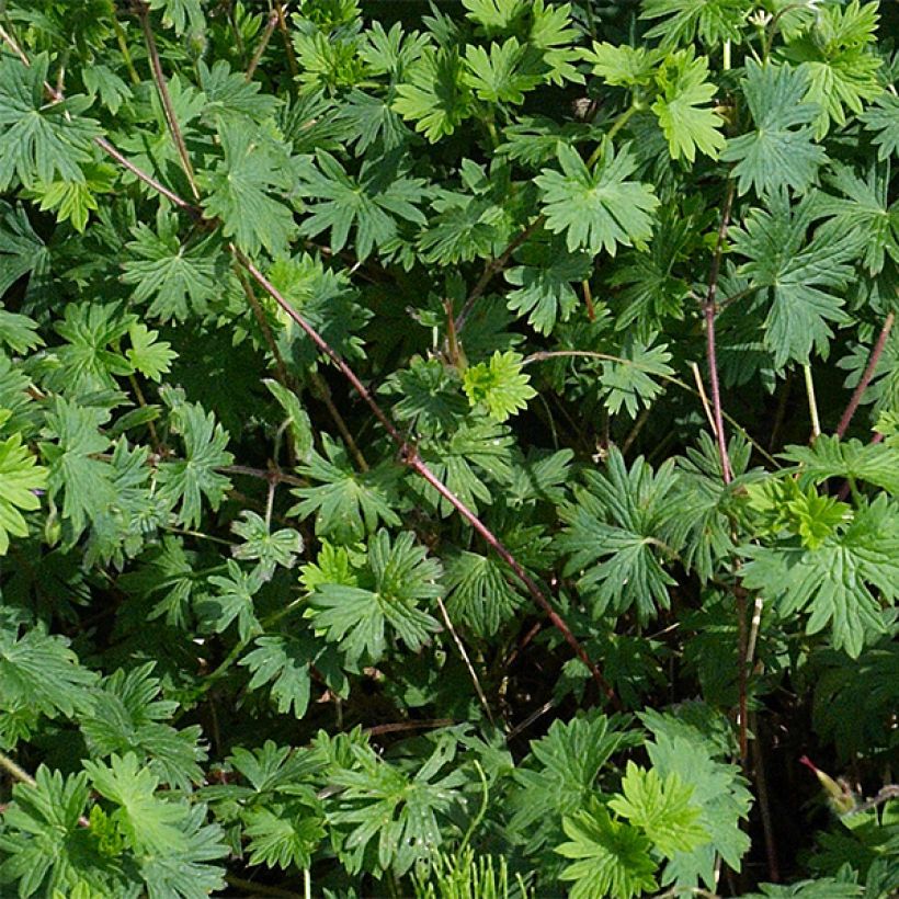 Geranium sanguineum Elsbeth - Geranio sanguigno (Fogliame)