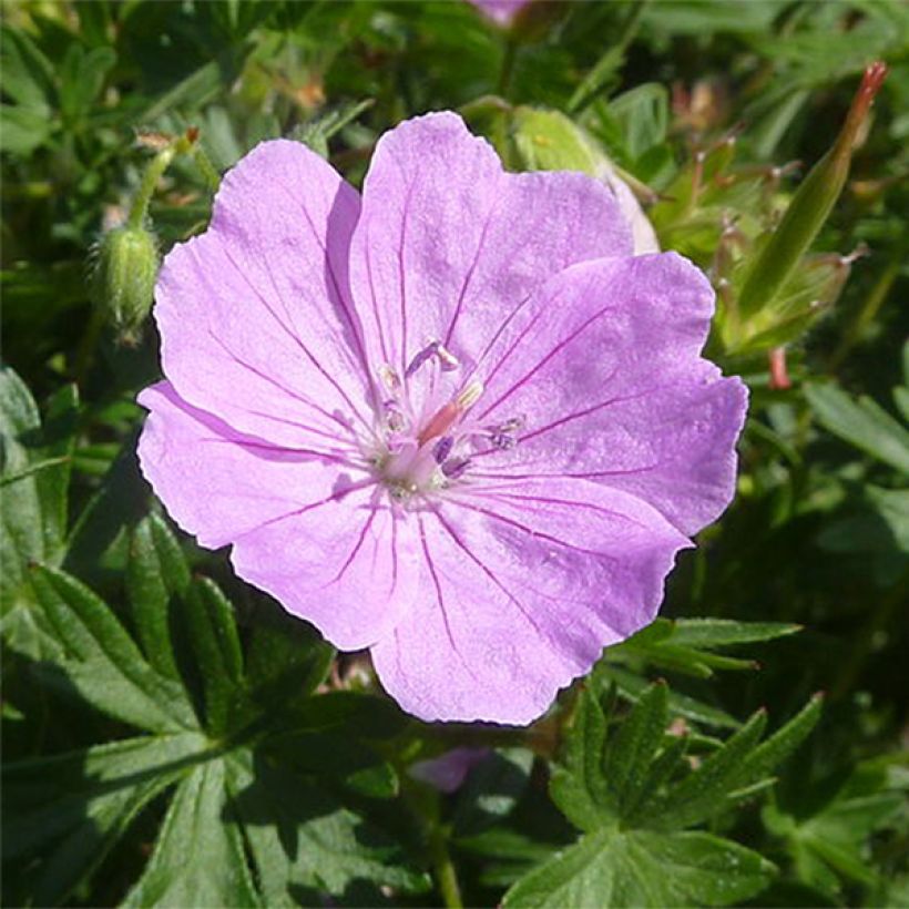 Geranium sanguineum Elsbeth - Geranio sanguigno (Fioritura)