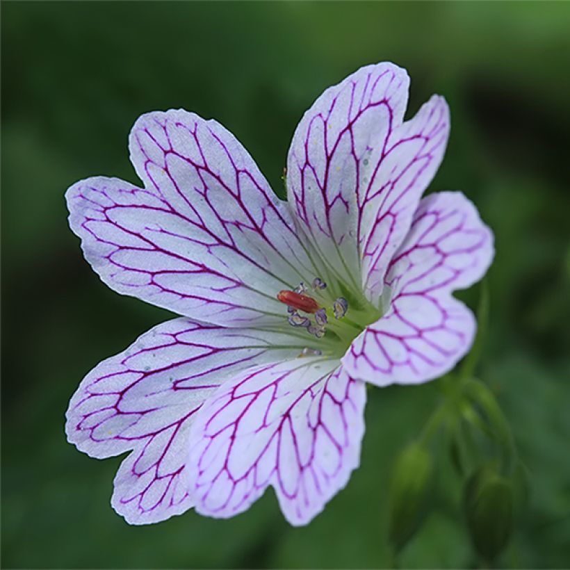 Geranium versicolor - Geranio striato (Fioritura)