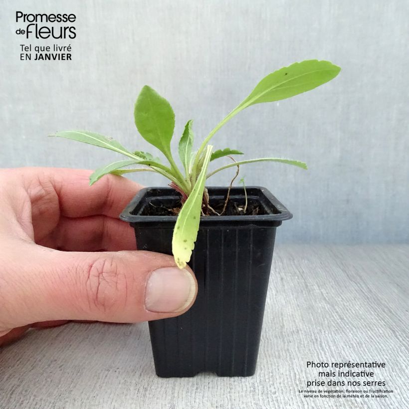 Gaillardia grandiflora Burgunder Vasetto da 7/8 cm esemplare consegnato in inverno