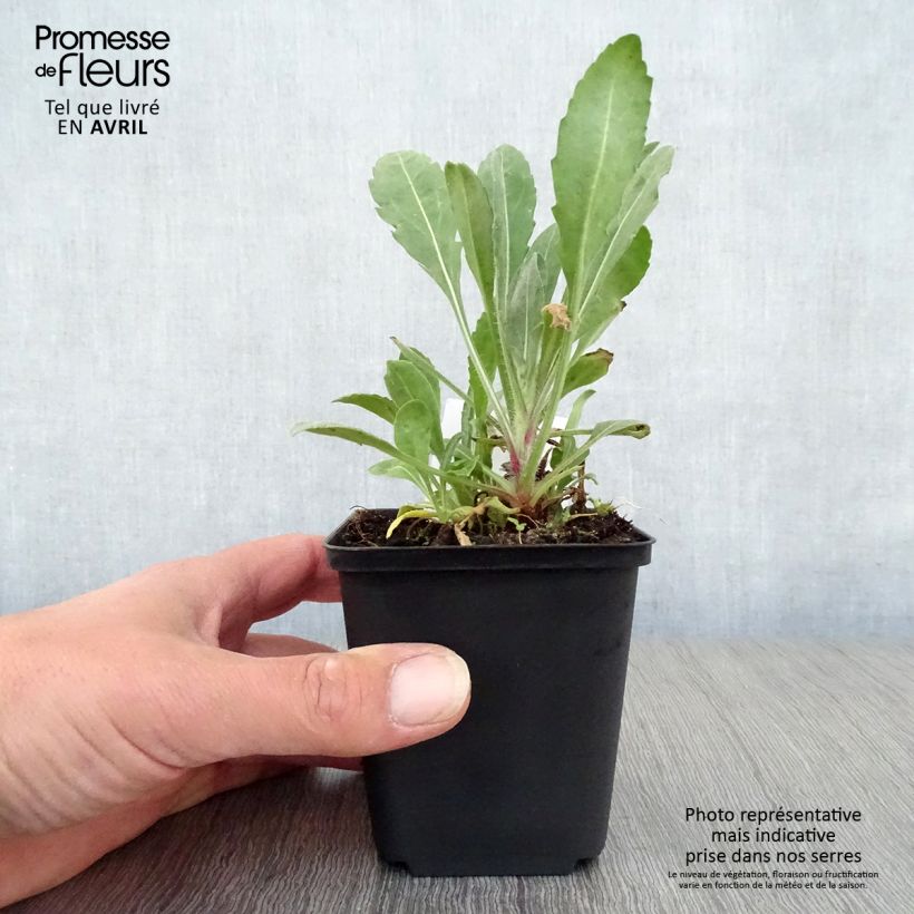 Gaillardia grandiflora Burgunder Vasetto da 7/8 cm esemplare consegnato in primavera