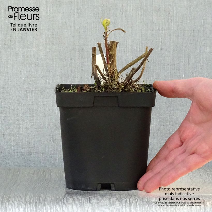 Gaillardia grandiflora Burgunder Vaso da 2L/3L esemplare consegnato in inverno