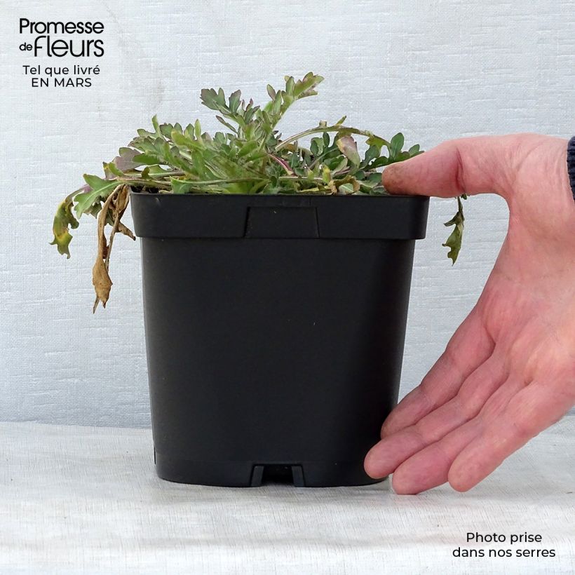 Gaillardia grandiflora Burgunder Vaso da 2L/3L esemplare consegnato in primavera