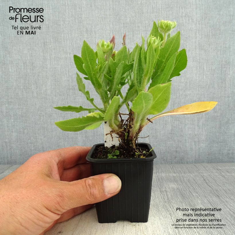 Gaillardia Fanfare Blaze Vasetto da 8/9 cm esemplare consegnato in primavera