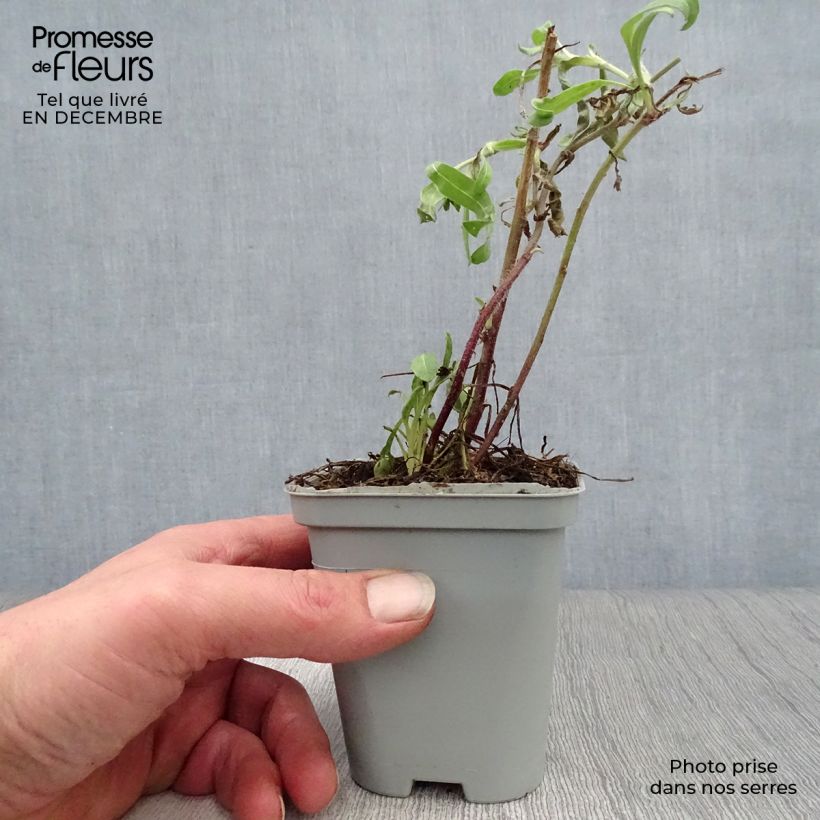 Gaillardia grandiflora Kobold Vasetto da 8/9 cm esemplare consegnato in inverno