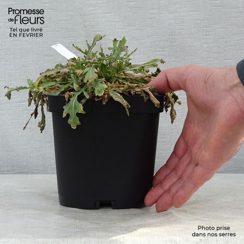 Gaillardia grandiflora Kobold Vaso da 2L/3L esemplare consegnato in inverno