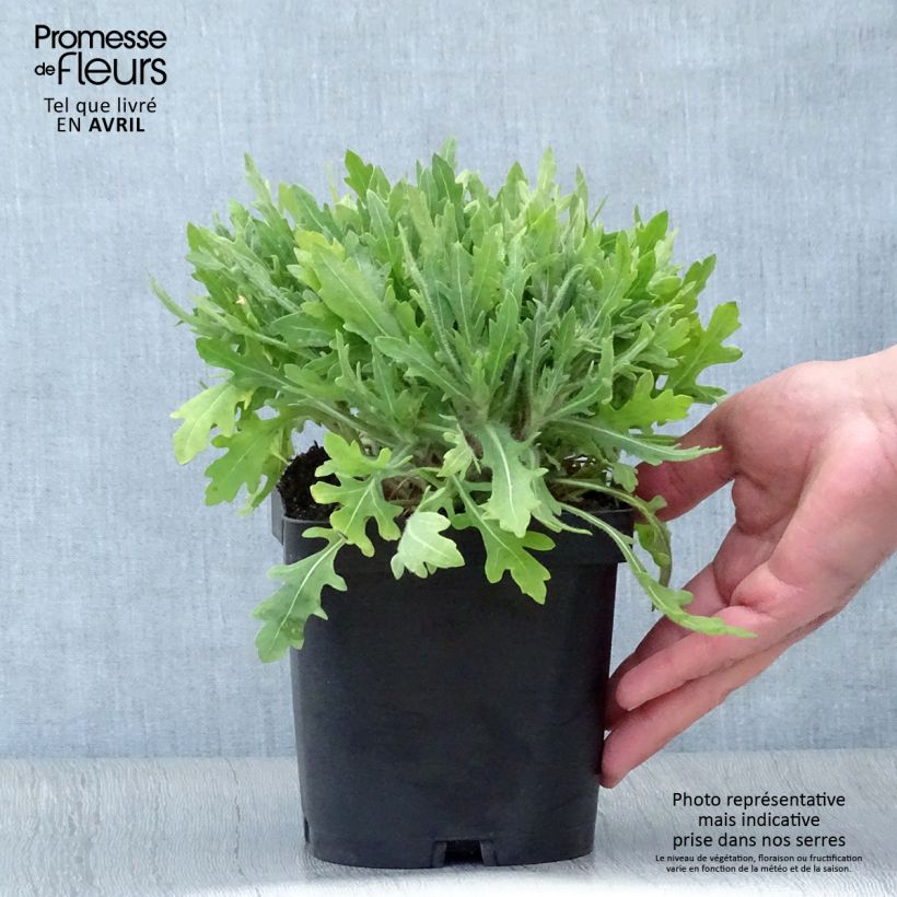 Gaillardia grandiflora Kobold Vaso da 2L/3L esemplare consegnato in primavera