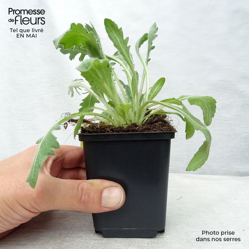 Gaillardia grandiflora Kobold Vasetto da 8/9 cm esemplare consegnato in primavera