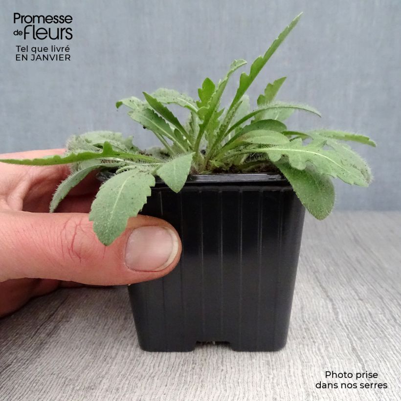 Gaillardia Lutin Vasetto da 7/8 cm esemplare consegnato in inverno