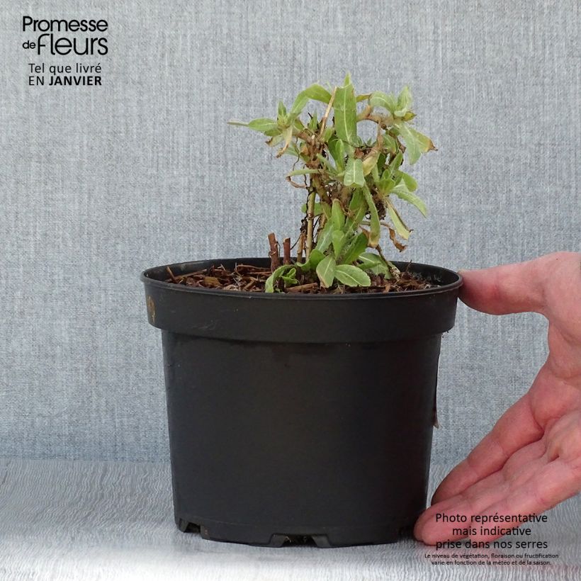 Gaillardia Lutin Vaso da 2L/3L esemplare consegnato in inverno