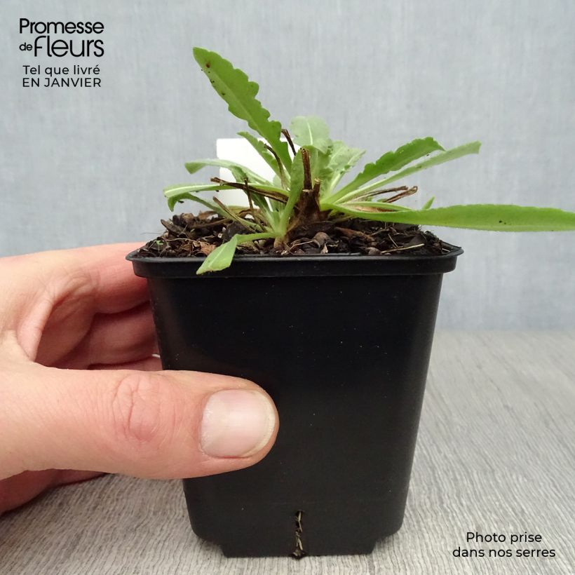 Gaillardia aristata Maxima Aurea Vasetto da 7/8 cm esemplare consegnato in inverno